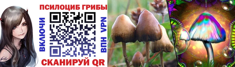 Галлюциногенные грибы Psilocybine cubensis Афипский